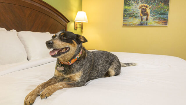 Massanutten-Pet-Friendly