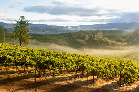 Sunrise Mist over California Vineyard Landscape